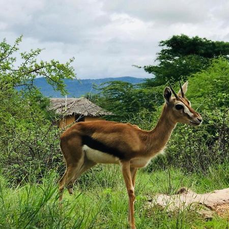 Oldonyo Orok Lodge Kajiado Exteriör bild